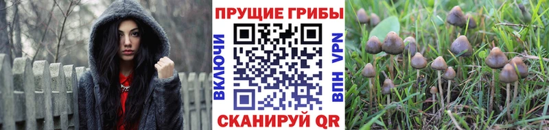 сайты даркнета формула  МЕГА ССЫЛКА  Галлюциногенные грибы прущие грибы  Новоржев  что такое  